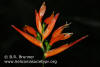 Heliconia hirsuta 'Montoso Orange'